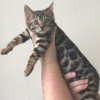 Additional photos: Cute Bengal kittens available for Adoption now