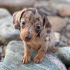 Photo №3. Dachshund puppies for sale. Australia