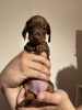 Photo №1. dachshund - for sale in the city of Berlin | 264$ | Announcement № 100220