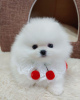 Photo №1. pomeranian - for sale in the city of Афины | 158$ | Announcement № 37344