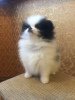 Photo №4. I will sell pomeranian in the city of Zürich. breeder - price - 528$