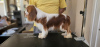 Photo №3. Cavalier King Charles Spaniel, male dogs for sale. Serbia