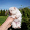 Photo №1. pomeranian - for sale in the city of Texas City | 400$ | Announcement № 55337