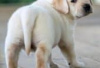 Photo №3. Labrador retriever puppies for sale. Germany