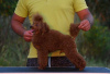 Photo №4. I will sell poodle (dwarf) in the city of Veliko Gradište. breeder - price - negotiated