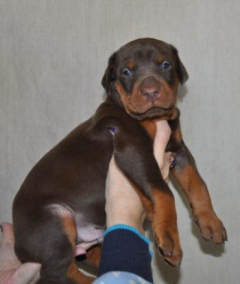 Photo №4. I will sell dobermann in the city of Moscow. from nursery - price - 645$