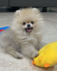 Additional photos: Pomeranian