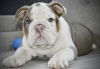 Additional photos: English bulldog puppies