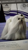 Photo №2 to announcement № 8347 for the sale of maltese dog - buy in Russian Federation breeder