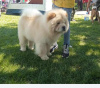 Additional photos: Chow Chow dogs for sale