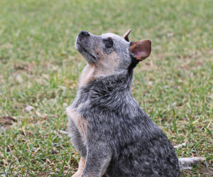 Additional photos: Australian Healer Puppies