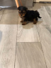 Photo №1. yorkshire terrier - for sale in the city of Geneva | 300$ | Announcement № 18360