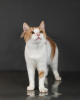 Additional photos: Ksyusha is looking for a home! Miniature affectionate cat