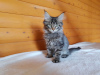 Additional photos: Selling an affectionate Maine Coon kitten, color black tiger