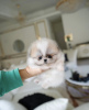 Photo №2 to announcement № 86368 for the sale of pomeranian - buy in United States private announcement
