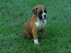 Photo №2 to announcement № 121110 for the sale of  - buy in Germany breeder