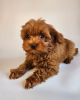 Photo №2 to announcement № 62699 for the sale of poodle (toy) - buy in Russian Federation from nursery