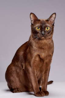 Photo №1. burmese cat - for sale in the city of Saratov | 600$ | Announcement № 294