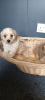 Additional photos: Maltipoo puppy