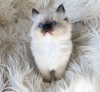 Photo №3. Platfull and Active Ragdoll Kitten For Sale. United States