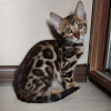 Photo №2 to announcement № 96928 for the sale of bengal cat - buy in Finland 