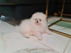 Photo №2 to announcement № 63282 for the sale of pomeranian - buy in Czech Republic breeder