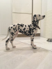 Additional photos: Dalmatian puppy with pedigree and parents champions https // obyava.ua / ru /