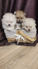 Photo №3. Pomeranian puppies from 30000 thousand. Russian Federation