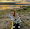 Photo №4. I will sell welsh corgi in the city of New York. private announcement - price - 300$