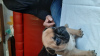 Photo №3. French bulldog puppies. Belarus