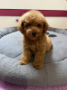 Photo №2 to announcement № 120646 for the sale of poodle (toy) - buy in Serbia private announcement