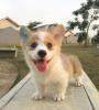 Photo №2 to announcement № 127284 for the sale of welsh corgi - buy in Germany 