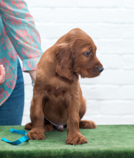 Photo №2 to announcement № 1741 for the sale of irish setter - buy in Russian Federation from nursery