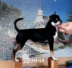 Photo №4. I will sell chihuahua in the city of Sevastopol. from nursery - price - 608$