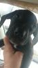 Photo №1. american staffordshire terrier - for sale in the city of Градец-Кралове | negotiated | Announcement № 78048