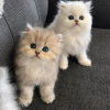 Photo №2 to announcement № 55326 for the sale of persian cat - buy in Australia breeder