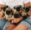 Photo №3. Cute pug puppies available for free adoption. Germany