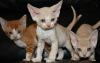 Photo №1. devon rex - for sale in the city of Brussels | negotiated | Announcement № 78771