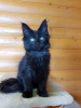 Photo №1. maine coon - for sale in the city of Kharkov | 550$ | Announcement № 13985