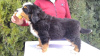 Photo №1. bernese mountain dog - for sale in the city of Валево | 634$ | Announcement № 96148
