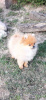 Photo №1. pomeranian - for sale in the city of Vilnius | 1329$ | Announcement № 18787