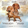 Photo №2 to announcement № 81167 for the sale of vizsla - buy in Belarus breeder