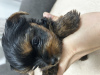 Photo №2 to announcement № 91654 for the sale of  - buy in Spain breeder