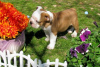 Photo №1. english bulldog - for sale in the city of Helsinki | 423$ | Announcement № 56457