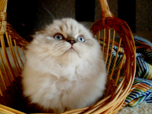 Photo №2 to announcement № 3773 for the sale of scottish fold - buy in Russian Federation private announcement