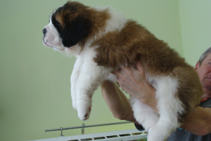 Photo №3. Purebred puppies of breed Saint Bernard. Russian Federation