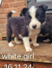 Photo №1. border collie - for sale in the city of Zlín | Is free | Announcement № 125722