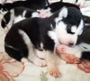 Photo №1. siberian husky - for sale in the city of Riga | 1057$ | Announcement № 106942