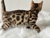 Photo №3. Gorgeous Bengal boy. Belgium