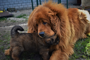 Photo №4. I will sell tibetan mastiff in the city of Скривери. private announcement - price - 1397$